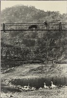 藏品(〈牽豬哥過吊橋〉)的圖片