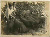 藏品(楊梅壢系列25：養豚紀念)的圖片