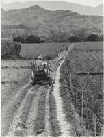 藏品(〈漫漫牛車路〉)的圖片