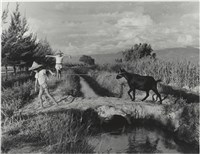 藏品(〈小小羊兒不想回家〉)的圖片