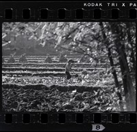 藏品(邱德雲底片67)的圖片