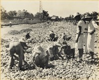 藏品(高雄市政發展系列17)的圖片