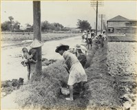 藏品(高雄市政發展系列123)的圖片