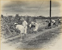 藏品(高雄市政發展系列139)的圖片