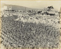 藏品(高雄市政發展系列168)的圖片