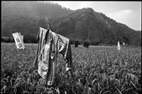 藏品(《賽德克靜觀系列》：〈靜觀〉)的圖片