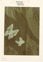 藏品(實體印樣)的圖片