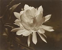 藏品(顯微攝影 曇花)的圖片