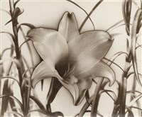 藏品(花(中途曝光))的圖片