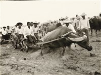 藏品(縛輪試牛)的圖片