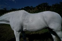 藏品(Unseen)的圖片