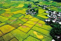 藏品(花蓮玉里・稻田裡的大腳印)的圖片