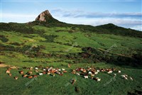 藏品(屏東恆春・大尖山下黃牛群)的圖片