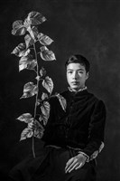藏品(微塵聖像:嫩枝)的圖片