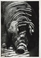 藏品(邱德雲5X7”相片20)的圖片