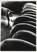 藏品(邱德雲5X7”相片21)的圖片