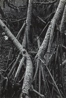 藏品(邱德雲5X7”相片138)的圖片