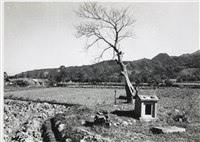 藏品(邱德雲5X7”相片146)的圖片