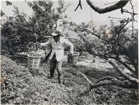 藏品(邱德雲單張相紙45)的圖片