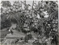 藏品(邱德雲單張相紙50)的圖片