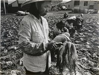 藏品(邱德雲單張相紙66)的圖片