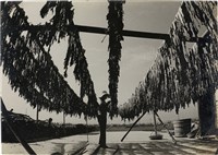 藏品(邱德雲單張相紙73)的圖片