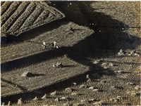 藏品(邱德雲單張相紙74<錦繡大地>)的圖片