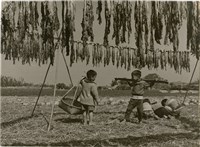 藏品(邱德雲單張相紙88)的圖片