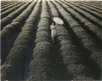 藏品(邱德雲單張相紙91)的圖片