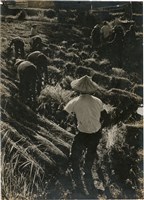 藏品(邱德雲單張相紙93<農忙>)的圖片