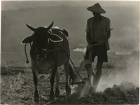 藏品(邱德雲單張相紙103)的圖片