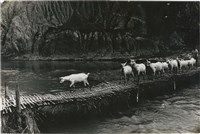 藏品(邱德雲單張相紙106)的圖片