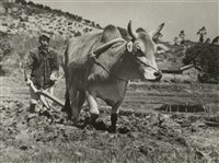 藏品(邱德雲8X10”相片14)的圖片