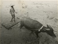 藏品(邱德雲8X10”相片23)的圖片