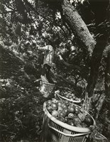 藏品(邱德雲8X10”相片96)的圖片