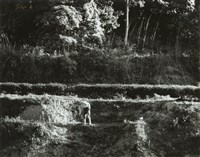 藏品(邱德雲8X10”相片97)的圖片