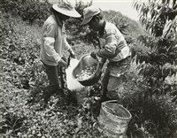 藏品(邱德雲8X10”相片100)的圖片