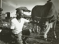 藏品(邱德雲8X10”相片103)的圖片