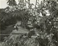 藏品(邱德雲8X10”相片108)的圖片