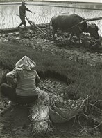 藏品(邱德雲8X10”相片116)的圖片