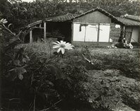 藏品(邱德雲8X10”相片119)的圖片