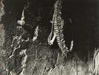 藏品(邱德雲裝裱相紙:風吹日炙系列65)的圖片