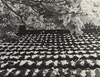 藏品(邱德雲裝裱相紙:汗流脈絡等系列20)的圖片