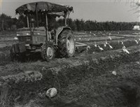 藏品(邱德雲裝裱相紙:汗流脈絡等系列53)的圖片