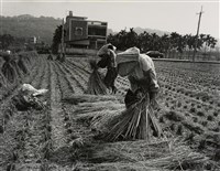 藏品(邱德雲裝裱相紙:汗流脈絡等系列63)的圖片