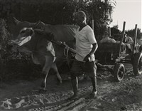 藏品(邱德雲裝裱相紙:汗流脈絡等系列65)的圖片