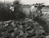 藏品(邱德雲裝裱相紙:汗流脈絡等系列95)的圖片