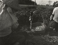 藏品(邱德雲裝裱相紙:汗流脈絡等系列120)的圖片