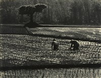 藏品(邱德雲裝裱相紙:汗流脈絡等系列159)的圖片