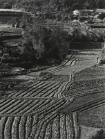 藏品(邱德雲裝裱相紙:汗流脈絡等系列162)的圖片